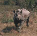Rhinoserous